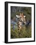 Cape Giraffe (Giraffa Camelopardalis Giraffa) Feeding-James Hager-Framed Photographic Print