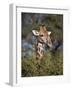 Cape Giraffe (Giraffa Camelopardalis Giraffa) Feeding-James Hager-Framed Photographic Print