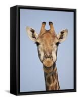 Cape Giraffe (Giraffa Camelopardalis Giraffa), Kruger National Park, South Africa, Africa-James Hager-Framed Stretched Canvas