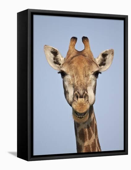 Cape Giraffe (Giraffa Camelopardalis Giraffa), Kruger National Park, South Africa, Africa-James Hager-Framed Stretched Canvas