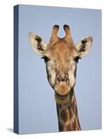 Cape Giraffe (Giraffa Camelopardalis Giraffa), Kruger National Park, South Africa, Africa-James Hager-Stretched Canvas