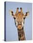 Cape Giraffe (Giraffa Camelopardalis Giraffa), Kruger National Park, South Africa, Africa-James Hager-Stretched Canvas