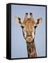 Cape Giraffe (Giraffa Camelopardalis Giraffa), Kruger National Park, South Africa, Africa-James Hager-Framed Stretched Canvas