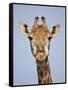 Cape Giraffe (Giraffa Camelopardalis Giraffa), Kruger National Park, South Africa, Africa-James Hager-Framed Stretched Canvas