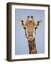 Cape Giraffe (Giraffa Camelopardalis Giraffa), Kruger National Park, South Africa, Africa-James Hager-Framed Photographic Print