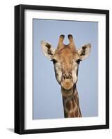 Cape Giraffe (Giraffa Camelopardalis Giraffa), Kruger National Park, South Africa, Africa-James Hager-Framed Photographic Print