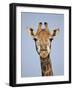 Cape Giraffe (Giraffa Camelopardalis Giraffa), Kruger National Park, South Africa, Africa-James Hager-Framed Photographic Print