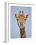 Cape Giraffe (Giraffa Camelopardalis Giraffa), Kruger National Park, South Africa, Africa-James Hager-Framed Photographic Print