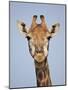 Cape Giraffe (Giraffa Camelopardalis Giraffa), Kruger National Park, South Africa, Africa-James Hager-Mounted Photographic Print