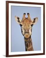 Cape Giraffe (Giraffa Camelopardalis Giraffa), Kruger National Park, South Africa, Africa-James Hager-Framed Photographic Print