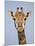 Cape Giraffe (Giraffa Camelopardalis Giraffa), Kruger National Park, South Africa, Africa-James Hager-Mounted Photographic Print