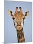 Cape Giraffe (Giraffa Camelopardalis Giraffa), Kruger National Park, South Africa, Africa-James Hager-Mounted Photographic Print