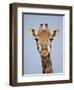 Cape Giraffe (Giraffa Camelopardalis Giraffa), Kruger National Park, South Africa, Africa-James Hager-Framed Photographic Print