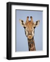 Cape Giraffe (Giraffa Camelopardalis Giraffa), Kruger National Park, South Africa, Africa-James Hager-Framed Photographic Print