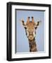 Cape Giraffe (Giraffa Camelopardalis Giraffa), Kruger National Park, South Africa, Africa-James Hager-Framed Photographic Print