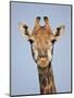 Cape Giraffe (Giraffa Camelopardalis Giraffa), Kruger National Park, South Africa, Africa-James Hager-Mounted Photographic Print