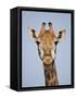 Cape Giraffe (Giraffa Camelopardalis Giraffa), Kruger National Park, South Africa, Africa-James Hager-Framed Stretched Canvas