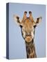 Cape Giraffe (Giraffa Camelopardalis Giraffa), Kruger National Park, South Africa, Africa-James Hager-Stretched Canvas