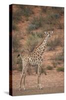 Cape Giraffe (Giraffa Camelopardalis Giraffa)-James Hager-Stretched Canvas