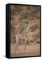 Cape Giraffe (Giraffa Camelopardalis Giraffa)-James Hager-Framed Stretched Canvas
