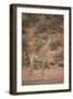 Cape Giraffe (Giraffa Camelopardalis Giraffa)-James Hager-Framed Photographic Print