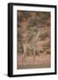 Cape Giraffe (Giraffa Camelopardalis Giraffa)-James Hager-Framed Photographic Print