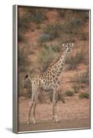 Cape Giraffe (Giraffa Camelopardalis Giraffa)-James Hager-Framed Photographic Print