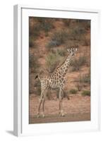 Cape Giraffe (Giraffa Camelopardalis Giraffa)-James Hager-Framed Photographic Print