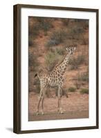 Cape Giraffe (Giraffa Camelopardalis Giraffa)-James Hager-Framed Photographic Print