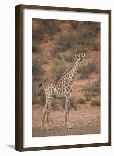 Cape Giraffe (Giraffa Camelopardalis Giraffa)-James Hager-Framed Photographic Print