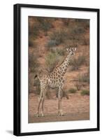 Cape Giraffe (Giraffa Camelopardalis Giraffa)-James Hager-Framed Photographic Print