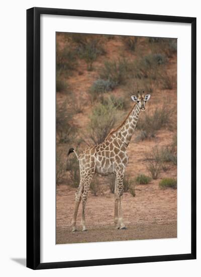Cape Giraffe (Giraffa Camelopardalis Giraffa)-James Hager-Framed Photographic Print