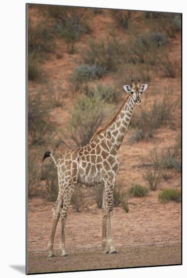 Cape Giraffe (Giraffa Camelopardalis Giraffa)-James Hager-Mounted Photographic Print