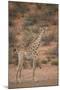 Cape Giraffe (Giraffa Camelopardalis Giraffa)-James Hager-Mounted Photographic Print