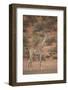 Cape Giraffe (Giraffa Camelopardalis Giraffa)-James Hager-Framed Photographic Print