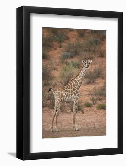 Cape Giraffe (Giraffa Camelopardalis Giraffa)-James Hager-Framed Photographic Print