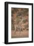 Cape Giraffe (Giraffa Camelopardalis Giraffa)-James Hager-Framed Photographic Print