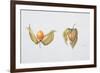 Cape Gooseberries (Physalis Peruviana) 1996-Margaret Ann Eden-Framed Giclee Print