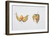 Cape Gooseberries (Physalis Peruviana) 1996-Margaret Ann Eden-Framed Giclee Print