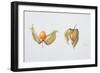 Cape Gooseberries (Physalis Peruviana) 1996-Margaret Ann Eden-Framed Giclee Print