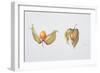 Cape Gooseberries (Physalis Peruviana) 1996-Margaret Ann Eden-Framed Giclee Print