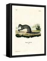 Cape Grey Mongoose-null-Framed Stretched Canvas