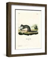 Cape Grey Mongoose-null-Framed Giclee Print