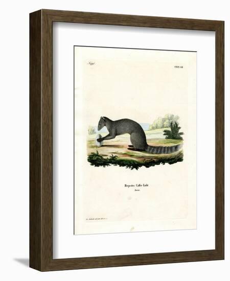 Cape Grey Mongoose-null-Framed Giclee Print