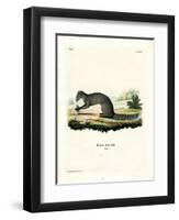 Cape Grey Mongoose-null-Framed Giclee Print