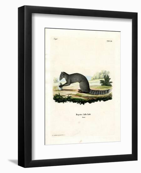 Cape Grey Mongoose-null-Framed Giclee Print