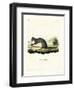 Cape Grey Mongoose-null-Framed Giclee Print