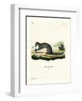 Cape Grey Mongoose-null-Framed Giclee Print