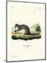 Cape Grey Mongoose-null-Mounted Giclee Print