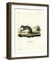 Cape Grey Mongoose-null-Framed Giclee Print